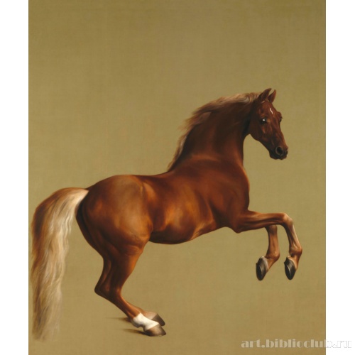 Жеребец Уистлджакет