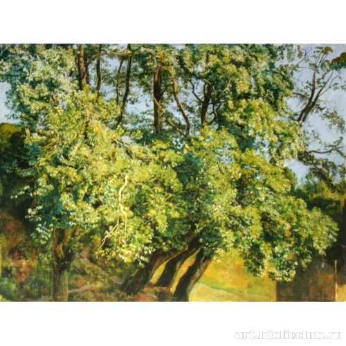 Деревья у фонтана Аричча по дороге в Дженсано (Оливковые деревья)