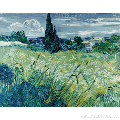 Зеленое пшеничное поле с кипарисом