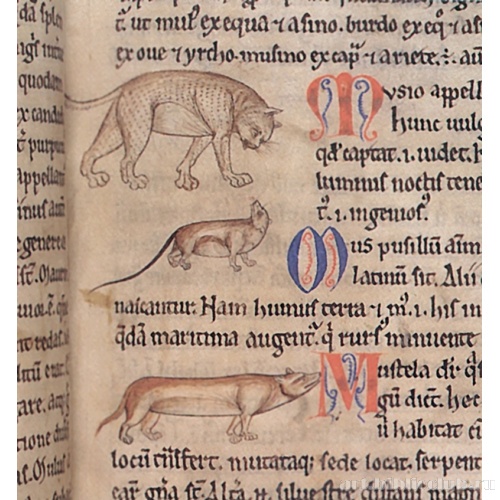 Кошка, мышь и горностай