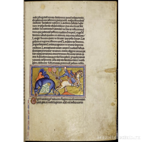 Абердинский бестиарий. Страница с текстом о львах. Глава о тиграх