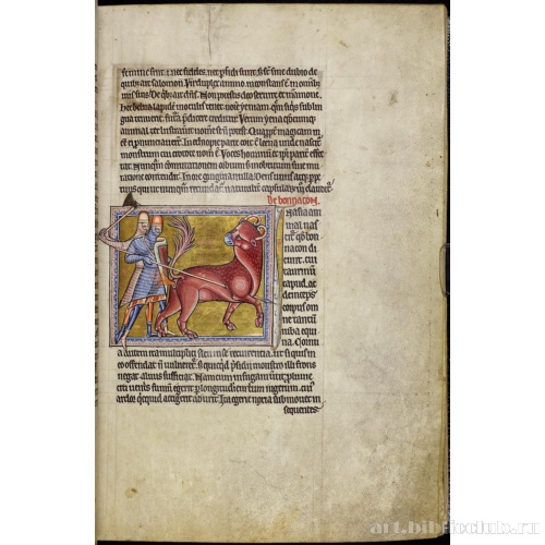 Абердинский бестиарий. Страница с продолжением текста о гиенах. Глава о бонаконах