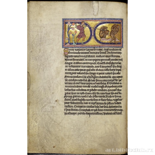 Абердинский бестиарий. Страница с текстом об обезьянах