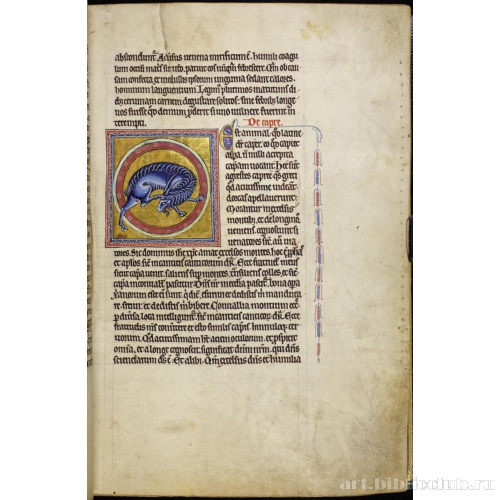 Абердинский бестиарий. Страница с продолжением текста об оленях. Глава о козлах