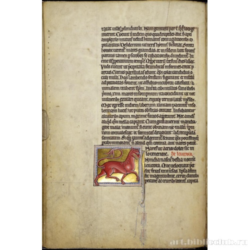 Абердинский бестиарий. Страница с продолжением текста о медведях. Глава о левкротах