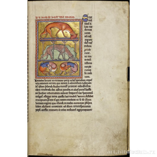 Абердинский бестиарий. Страница с продолжением текста о характере собак