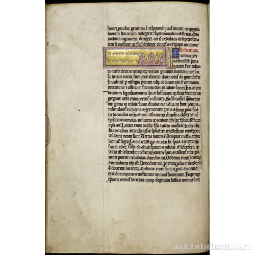 Абердинский бестиарий. Страница с продолжением текста о ежах. Глава о муравьях