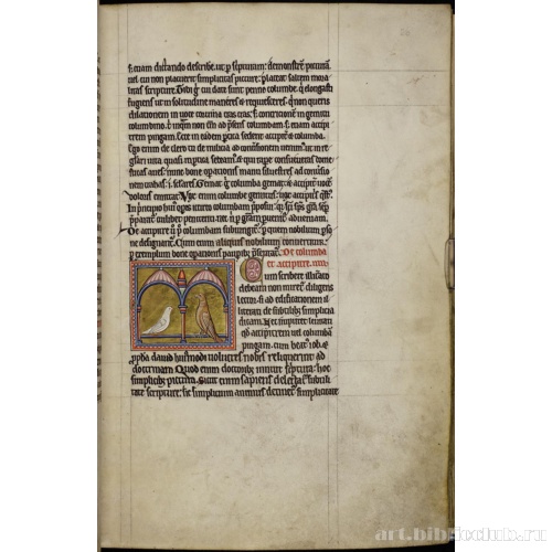 Абердинский бестиарий. Страница с продолжением текста о голубях. Голубь и ястреб. Миниатюра