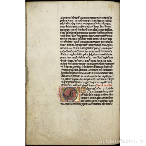 Абердинский бестиарий. Страница с продолжением текста о голубях