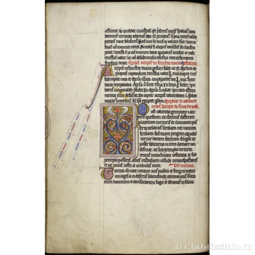 Абердинский бестиарий. Страница с продолжением текста о ястребах. Глава о горлицах