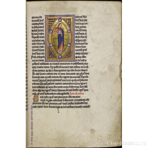 Абердинский бестиарий. Страница с продолжением текста о кедрах