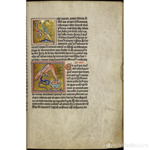 Абердинский бестиарий. Страница с текстом о попугаях. Глава об ибисах