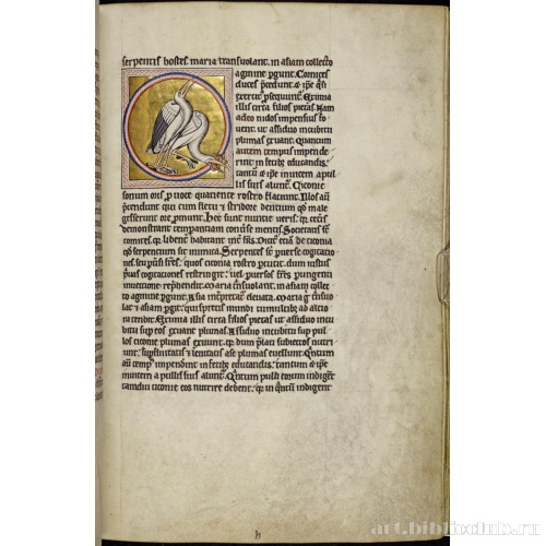 Абердинский бестиарий. Страница с текстом об аистах