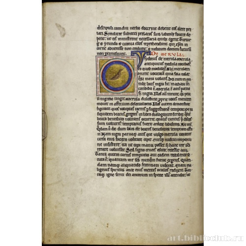 Абердинский бестиарий. Страница с продолжением текста об аистах. Глава о черных дроздах