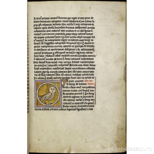 Абердинский бестиарий. Страница с продолжением текста о черных дроздах. Глава о филинах