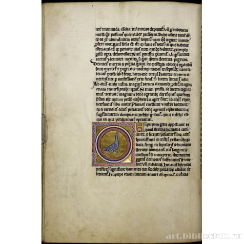 Абердинский бестиарий. Страница с продолжением текста о филинах. Глава об удодах