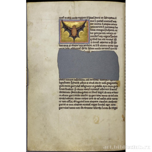 Абердинский бестиарий. Страница с продолжением текста о летучих мышах. Глава о сойках