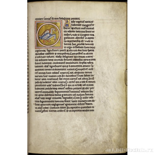 Абердинский бестиарий. Страница с продолжением текста о соловьях. Глава о гусях