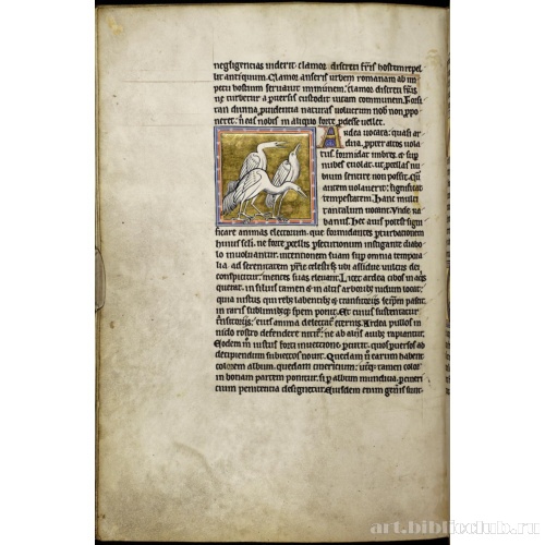 Абердинский бестиарий. Страница с продолжением текста о гусях. Глава о цаплях