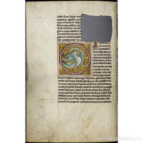 Абердинский бестиарий. Страница с продолжением текста о куропатках. Глава о зимородках