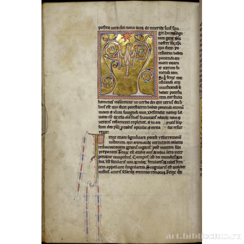 Абердинский бестиарий. Страница с продолжением текста о фениксах