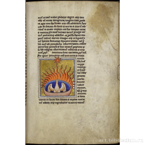 Абердинский бестиарий. Страница с продолжением текста о фениксах