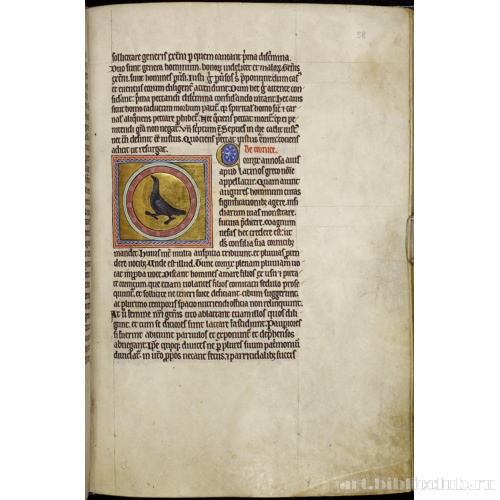 Абердинский бестиарий. Страница с продолжением текста о перепелах. Глава о воронах