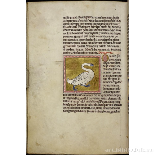 Абердинский бестиарий. Страница с продолжением текста о воронах. Глава о лебедях