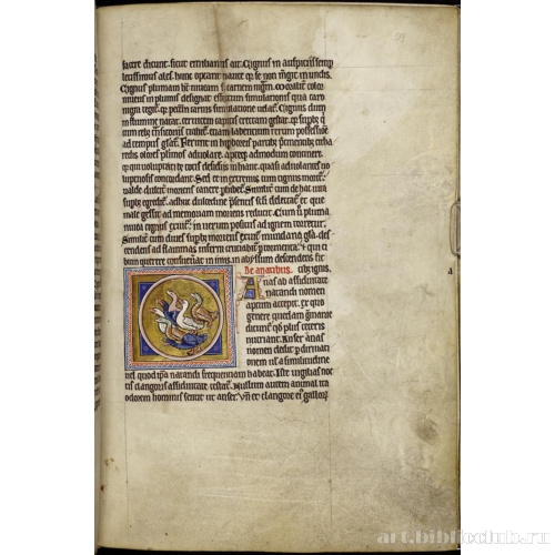 Абердинский бестиарий. Страница с продолжением текста о лебедях. Глава об утках