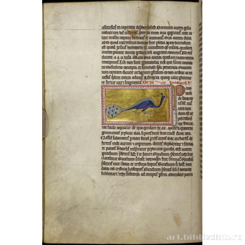 Абердинский бестиарий. Страница с продолжением текста  об утках. Глава о павлинах