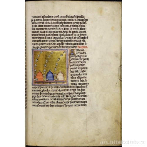 Абердинский бестиарий. Страница с продолжением текста об орлах. Глава о пчелах