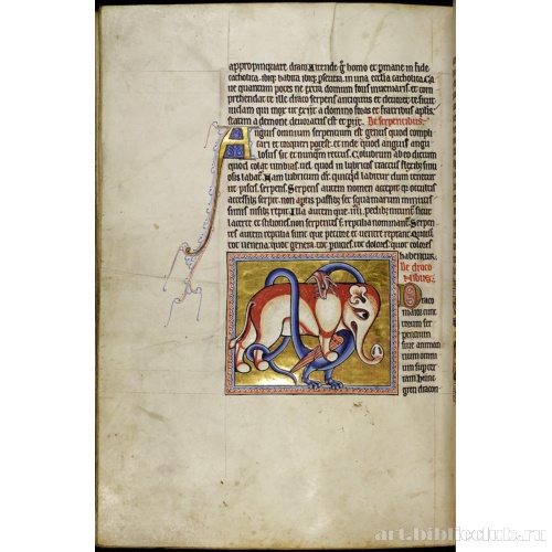 Абердинский бестиарий. Страница с текстом о змеях. Глава о драконах