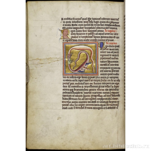 Абердинский бестиарий. Страница с продолжением текста о василисках. Глава о гадюках