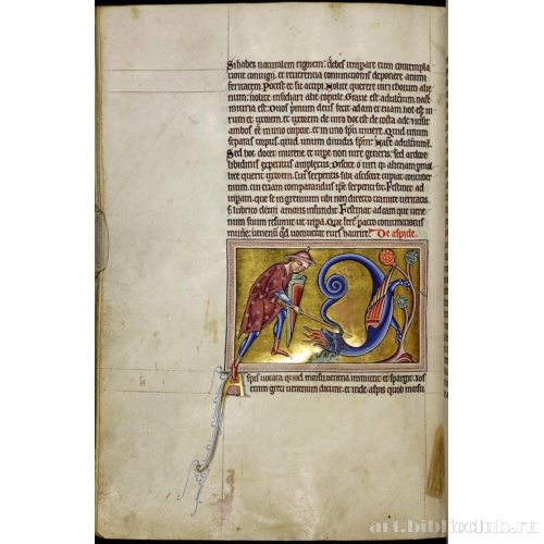 Абердинский бестиарий. Страница с продолжением текста о гадюках. Глава об асписовых гадюках