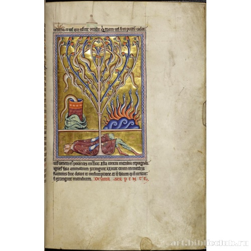 Абердинский бестиарий. Страница с текстом о саламандрах. Глава о саурах