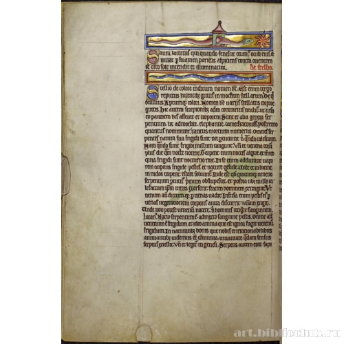 Абердинский бестиарий. Страница с продолжением текста о саурах. Глава о тритонах