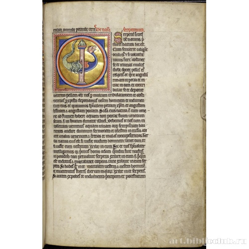 Абердинский бестиарий. Страница с продолжением текста о тритонах. Глава о природе змей