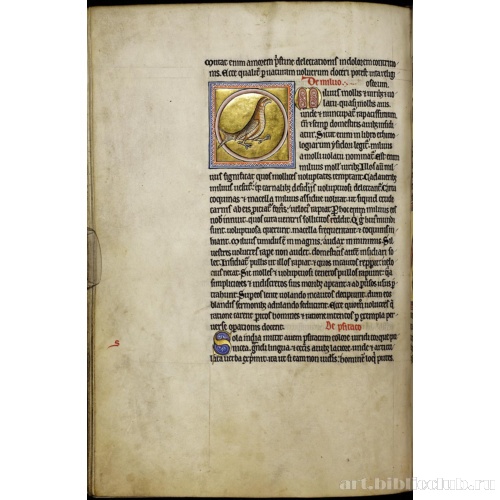 Абердинский бестиарий. Страница с продолжением текста о журавлях. Глава о коршунах