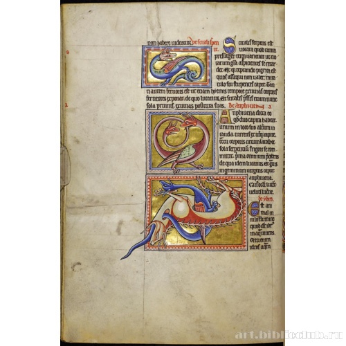 Абердинский бестиарий. Страница с текстом о змеях, которые называются сциталис