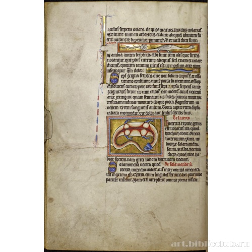 Абердинский бестиарий. Страница с текстом о джакулусах