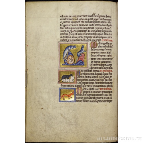 Абердинский бестиарий. Страница с продолжением текста о мулах. Глава о кошках