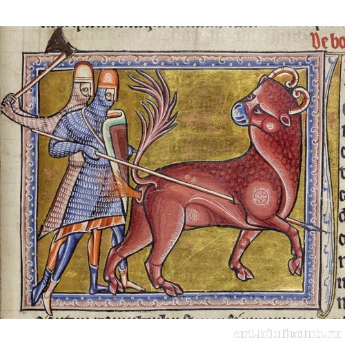 Бонакон. Миниатюра из Абердинского бестиария