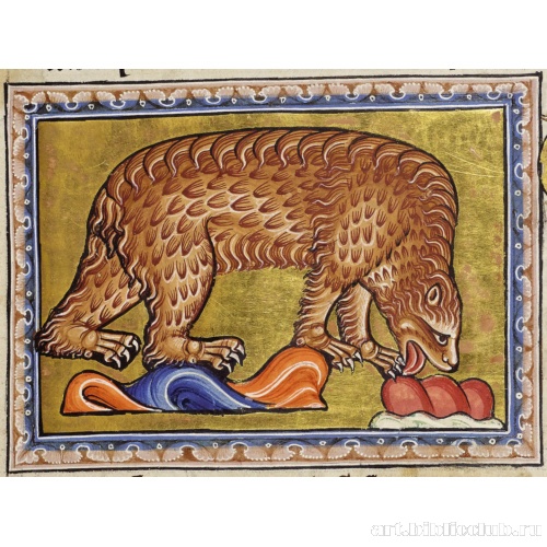Медведица. Миниатюра из Абердинского бестиария