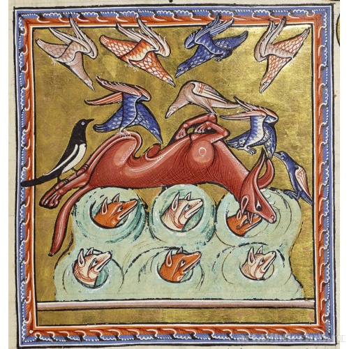 Лиса.  Миниатюра из Абердинского бестиария