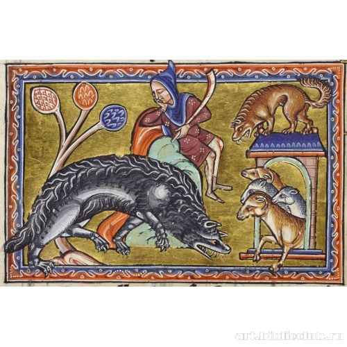 Волк. Миниатюра из Абердинского бестиария