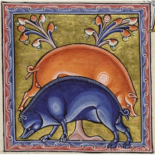 Дикие кабаны. Миниатюра из Абердинского бестиария