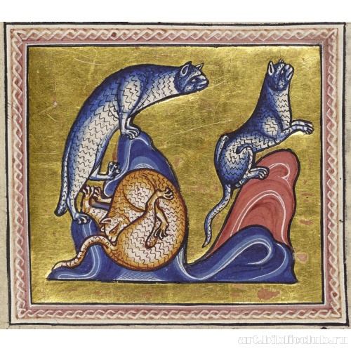 Кошки. Миниатюра из Абердинского бестиария