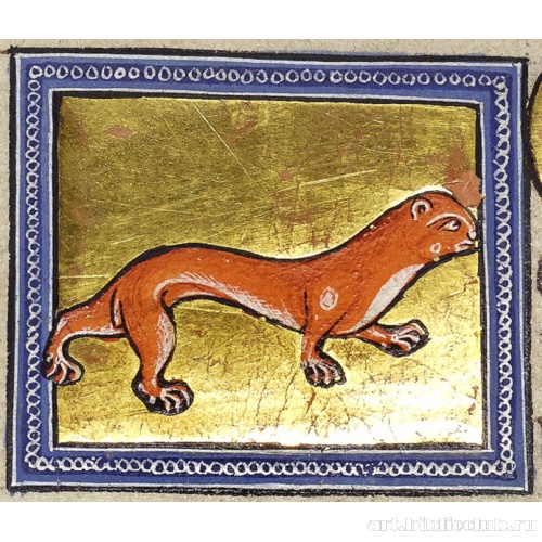 Ласка. Миниатюра из Абердинского бестиария