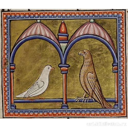 Голубь и сокол. Миниатюра из Абердинского бестиария