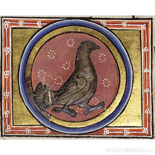 Голубь. Миниатюра из Абердинского бестиария